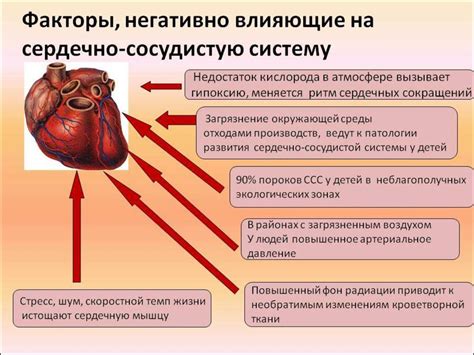 Формирование сердечно-сосудистой системы