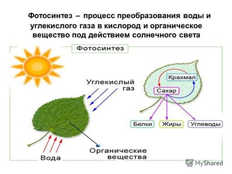 Фотосинтез и другие важные функции