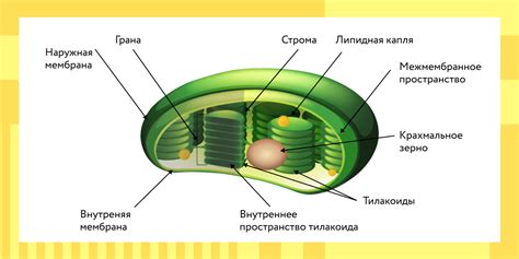 Фотосинтез и энергопитание водорослей и других протистов