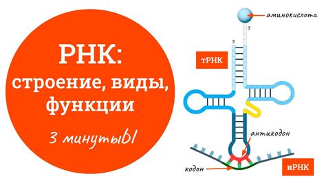 Функции ДНК: от информационного носителя к роли в создании белков