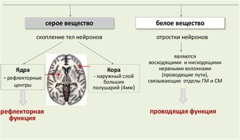 Функции белого вещества