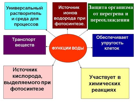 Функции воды в организме