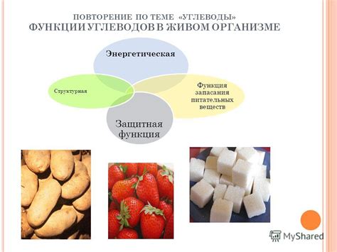 Функции диеты в организме