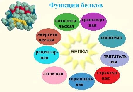 Функции и роль эозинофильного катионного белка в организме