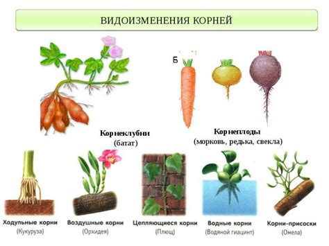 Функции корнеплода в растении