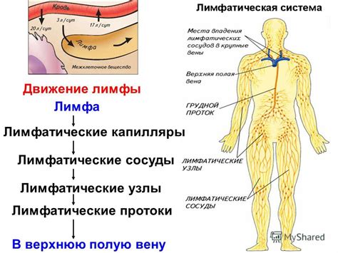 Функции крови и лимфы