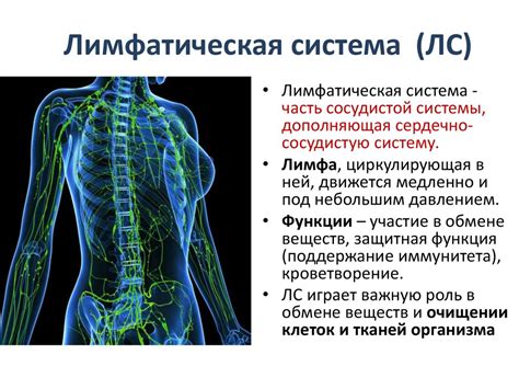 Функции лимфатической системы