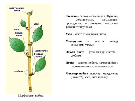 Функции листостебельного тела