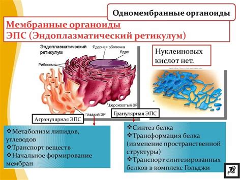 Функции мембранных органоидов клетки