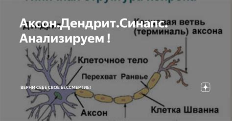 Функции миелиновой оболочки аксон или дендрит