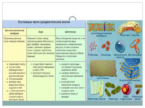 Функции немембранных органоидов клетки