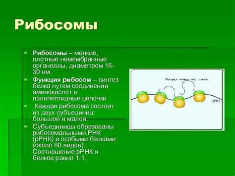 Функции рибосом