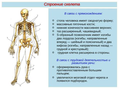 Функции скелета человека