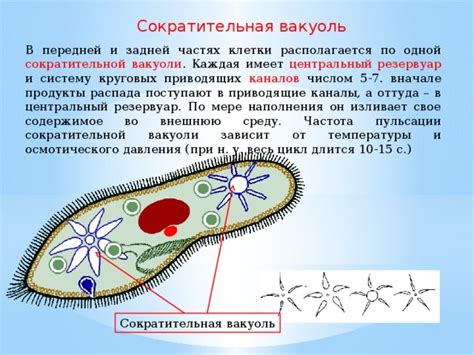 Функции сократительной вакуолы