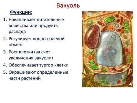 Функции сократительных вакуолей