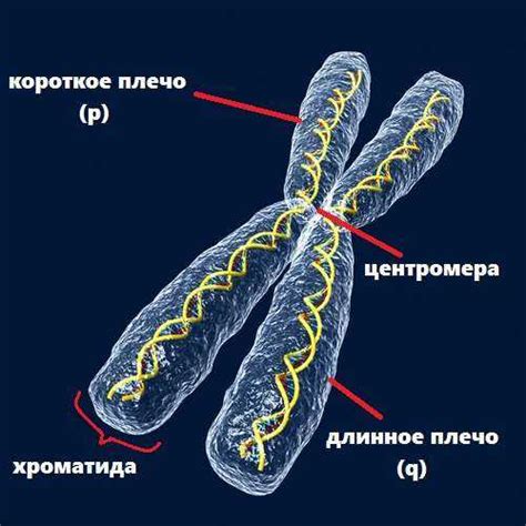 Функции хромосом в ядре клетки листа томата