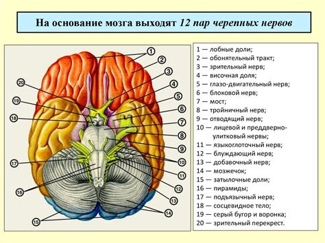 Функции черепных нервов