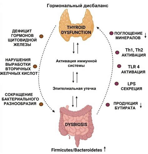 Функции щитовидной железы