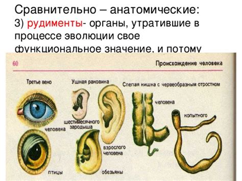 Функциональное значение ушей в эволюции