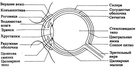 Функциональные особенности глаз млекопитающих