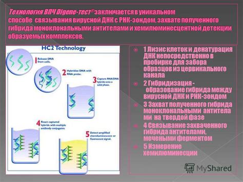 Функциональные особенности полученного гибрида