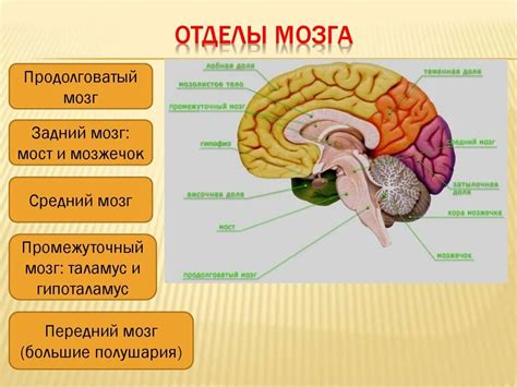 Функциональные отделы головного мозга