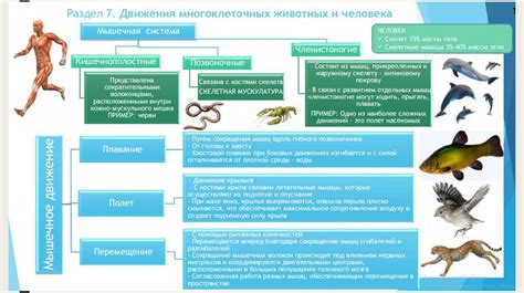 Функциональные преимущества внутреннего скелета