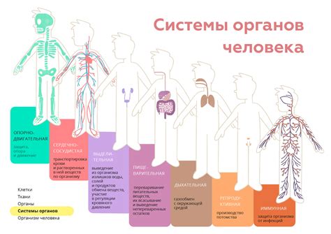 Функционирование организма человека