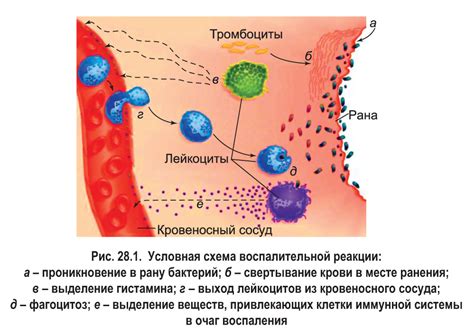 Функция защиты организма