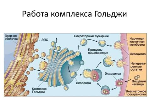 Характеристики клеток с развитым аппаратом Гольджи