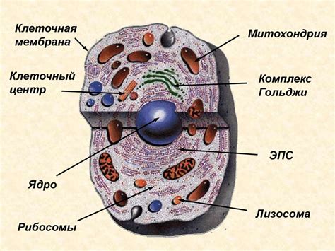 Химический состав клетки человека