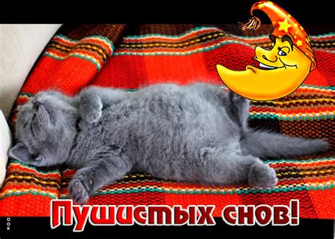 Хождение во сне: значение прогулки с маленьким котиком