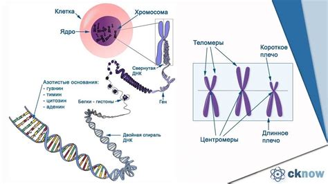 Хромосомы и их роль в клетке