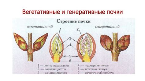 Цветочная почка: этапы ее развития