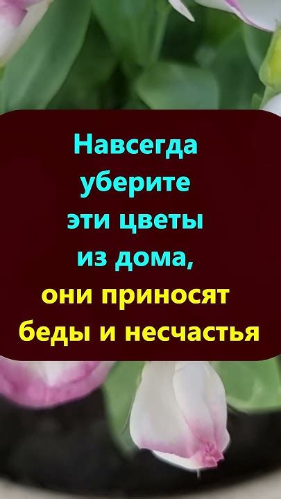 Цветы в сновидении: предвещание несчастья или отражение глубоких эмоций