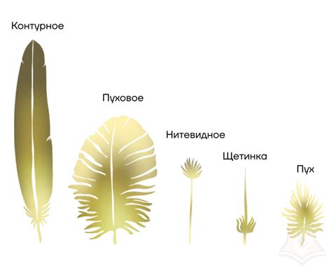 Цель и функция сна у молодых птиц