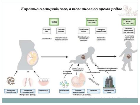 Частота употребления борща в период грудного вскармливания