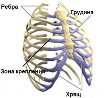 Частые причины выпирания нижних ребер