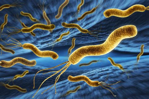 Чему обучает неоднозначный диагноз Helicobacter pylori?