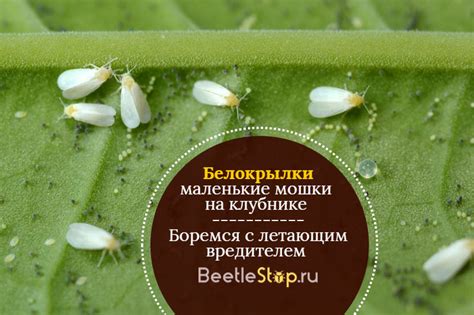 Чем опасны белые мушки для клубники