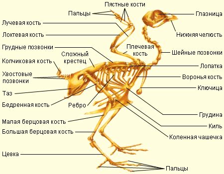 Что включает в себя скелет птиц