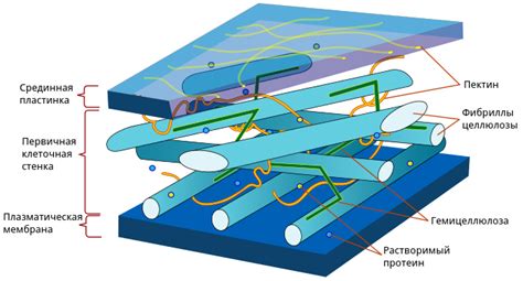 Что влияет на плотность клеточной стенки растительной клетки