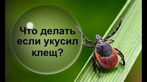 Что делать при отсроченном удалении клеща?