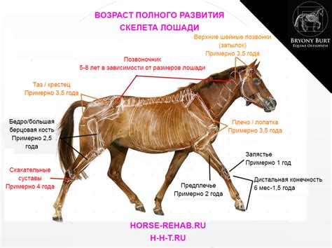 Что могут рассказать ноги о состоянии лошади