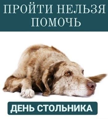 Что можно сделать для поддержки бездомных животных