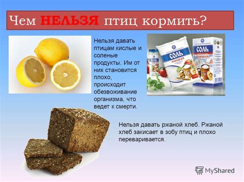 Что нельзя давать щеглам: продукты, вредные для птиц