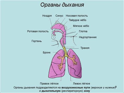 Что не защищает органы дыхания?