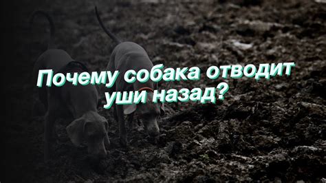 Что означает, когда собака отводит уши назад?