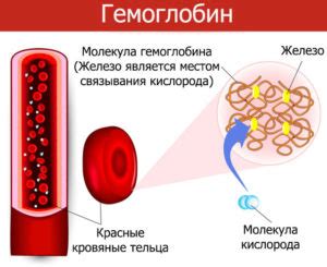 Что означает гемоглобин в моче положительный?