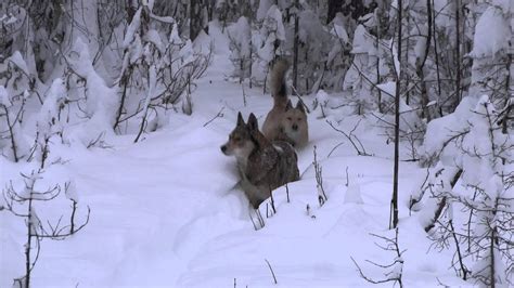 Что означает находить выход из леса во сне?